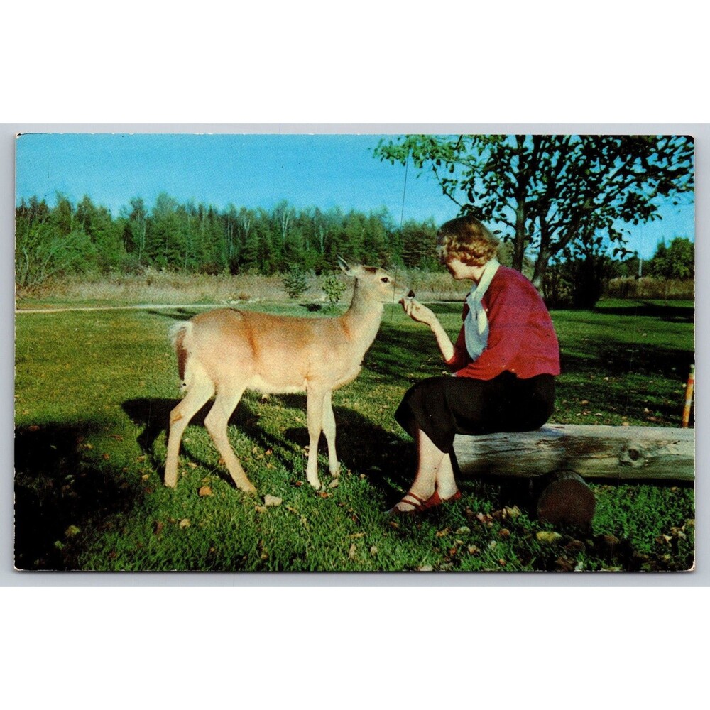 Vintage 1952 Kodachrome Postcard Making Friends Vacationland Scene Deer Feeding